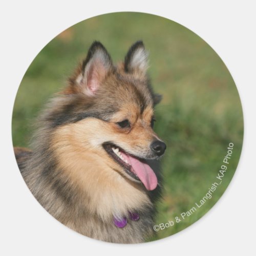 Pomeranian Headshot Panting Classic Round Sticker