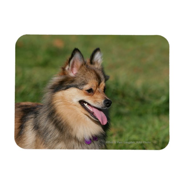 Pomeranian Headshot Panting Magnet (Horizontal)