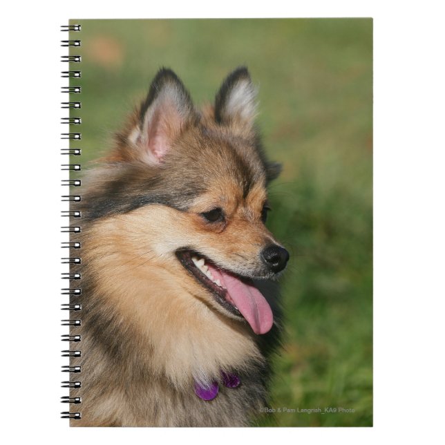 Pomeranian Headshot Panting Notebook (Front)