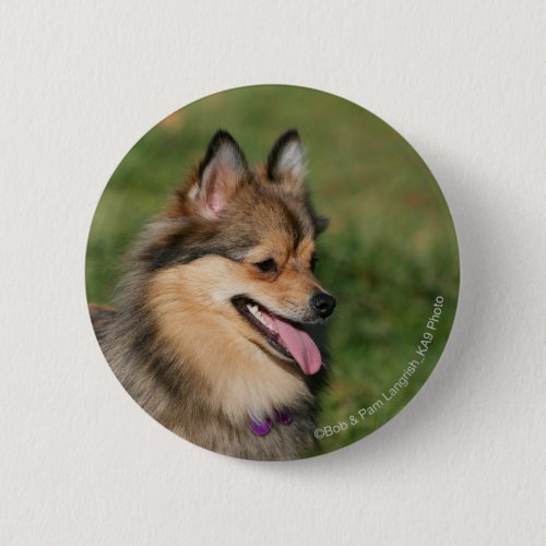 Pomeranian Headshot Panting Pinback Button