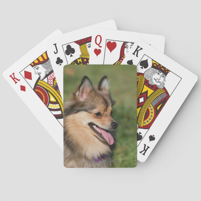 Pomeranian Headshot Panting Poker Cards (Back)
