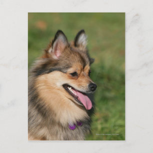Pomeranian Headshot Panting Postcard