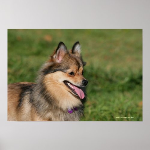 Pomeranian Headshot Panting Poster