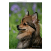 Pomeranian Headshot Sitting (Front)