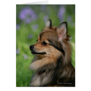 Pomeranian Headshot Sitting