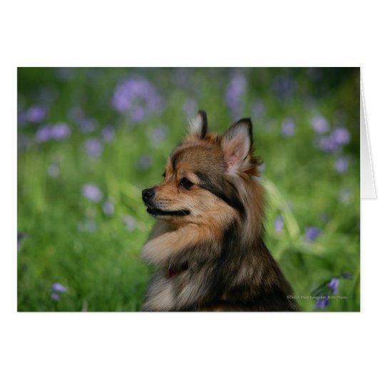 Pomeranian Headshot Sitting (Front Horizontal)