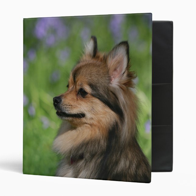 Pomeranian Headshot Sitting 3 Ring Binder (Front/Inside)