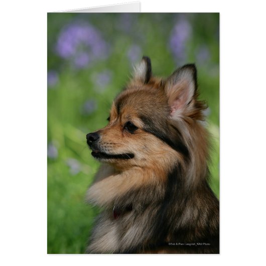 Pomeranian Headshot Sitting Cards (Front)