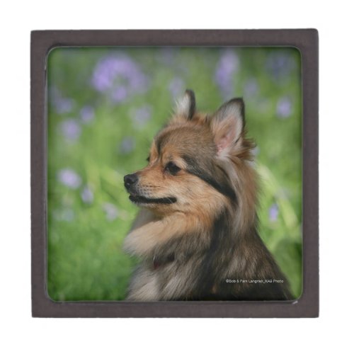 Pomeranian Headshot Sitting Keepsake Box