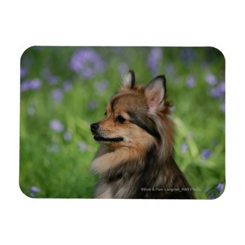 Pomeranian Headshot Sitting Magnet