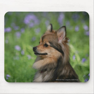 Pomeranian Headshot Sitting Mouse Pad