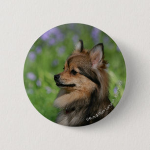 Pomeranian Headshot Sitting Pinback Button