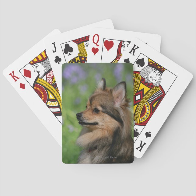 Pomeranian Headshot Sitting Poker Cards (Back)