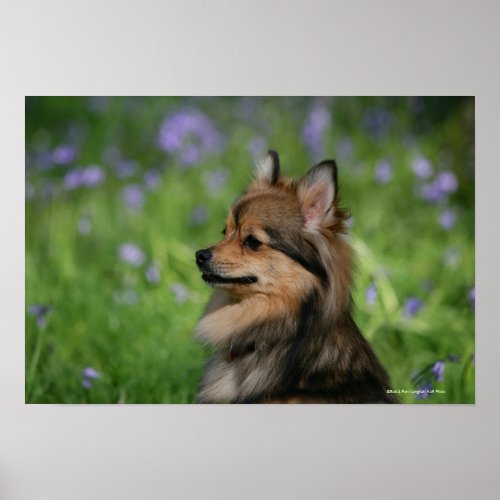 Pomeranian Headshot Sitting Poster