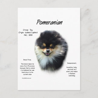 Pomeranian History Design Postcard