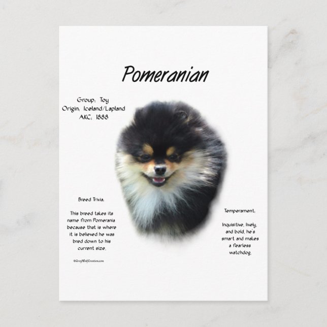 Pomeranian History Design Postcard (Front)