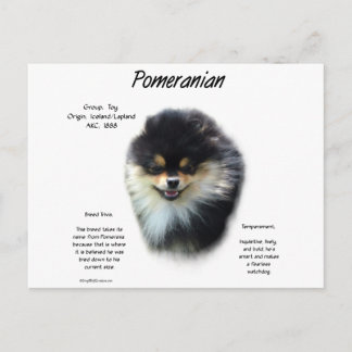 Pomeranian History Design Postcard