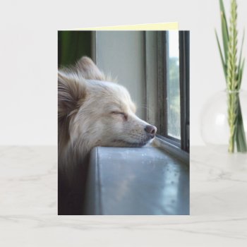 Pomeranian I Dream Of You Card by DoggieAvenue at Zazzle