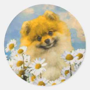 Pomeranian in Daisies Painting - Original Dog Art Classic Round Sticker