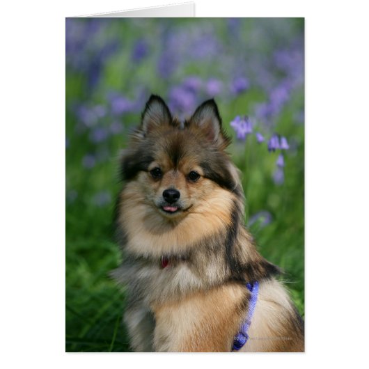 Pomeranian in the Grass Cards (Front)