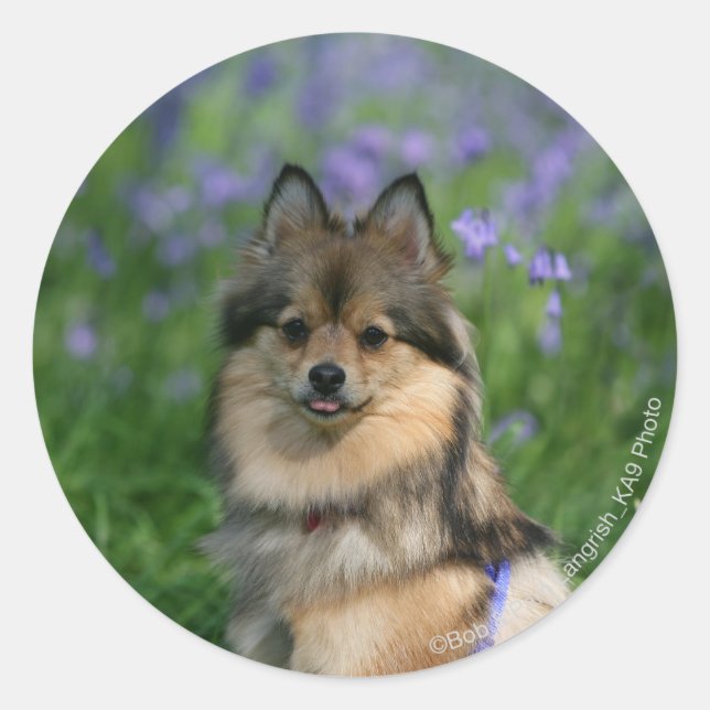 Pomeranian in the Grass Classic Round Sticker (Front)
