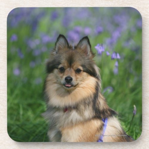 Pomeranian in the Grass Drink Coaster