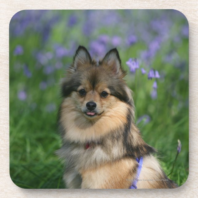 Pomeranian in the Grass Drink Coaster (Front)