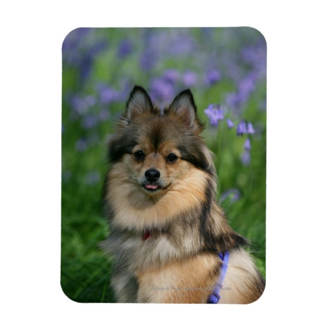 Pomeranian in the Grass Magnet (Vertical)
