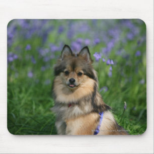 Pomeranian in the Grass Mouse Pad