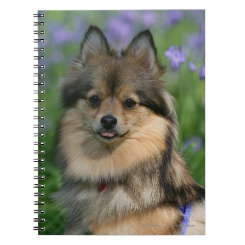 Pomeranian in the Grass Notebook