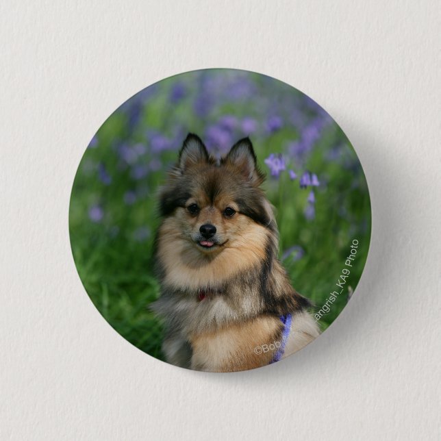 Pomeranian in the Grass Pinback Button (Front)