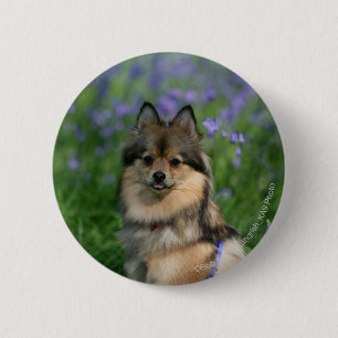 Pomeranian in the Grass Pinback Button