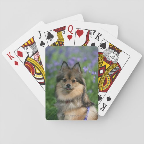 Pomeranian in the Grass Poker Cards