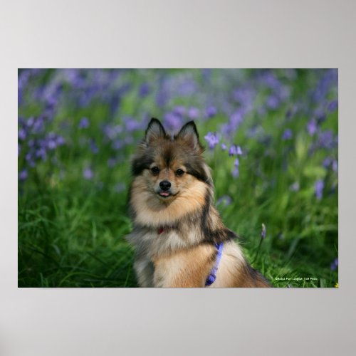 Pomeranian in the Grass Poster