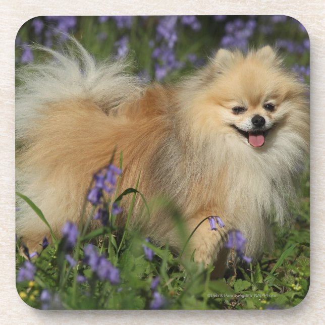 Pomeranian Looking at Camera in the Bluebells Beverage Coaster (Front)