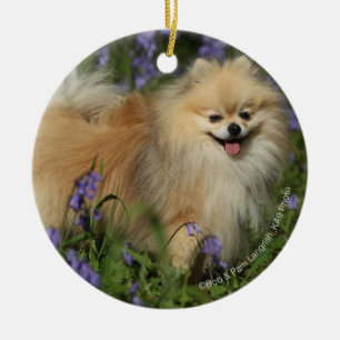 Pomeranian Looking at Camera in the Bluebells Ceramic Ornament