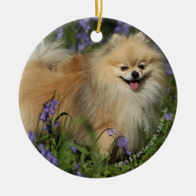 Pomeranian Looking at Camera in the Bluebells Ceramic Ornament (Front)