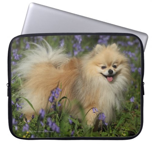 Pomeranian Looking at Camera in the Bluebells Laptop Sleeve