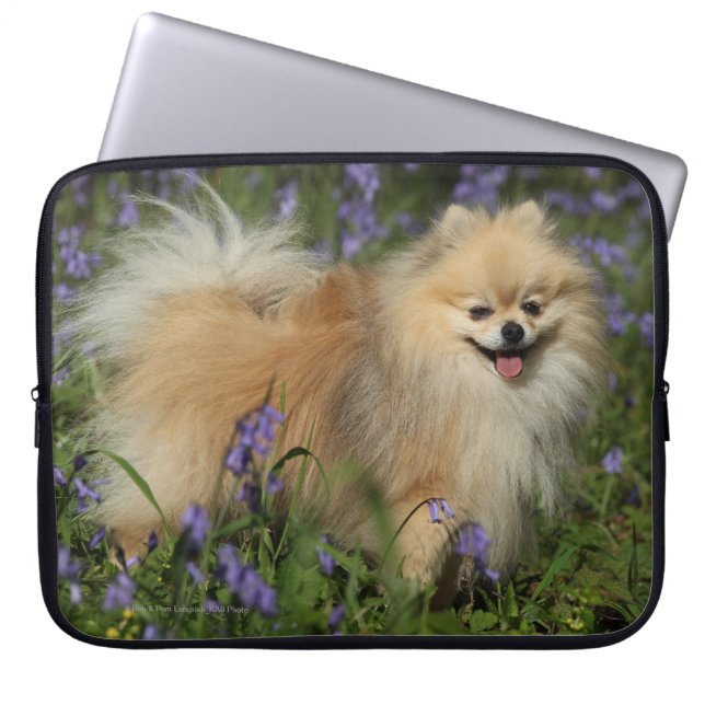Pomeranian Looking at Camera in the Bluebells Laptop Sleeve (Front)