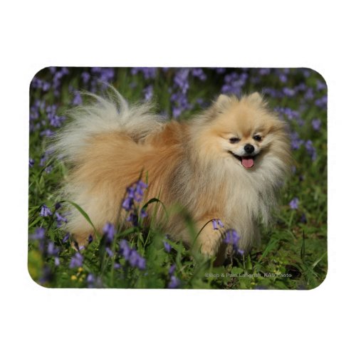 Pomeranian Looking at Camera in the Bluebells Magnet