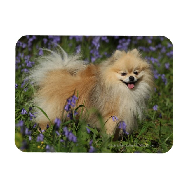 Pomeranian Looking at Camera in the Bluebells Magnet (Horizontal)