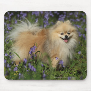 Pomeranian Looking at Camera in the Bluebells Mouse Pad