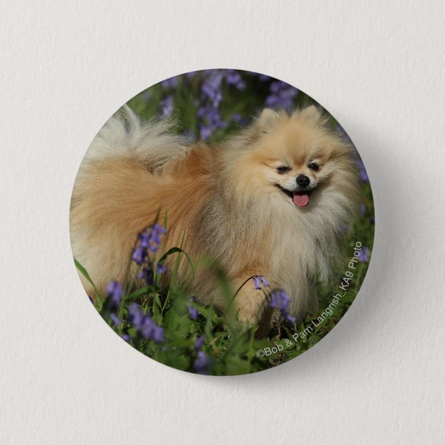 Pomeranian Looking at Camera in the Bluebells Pinback Button (Front)