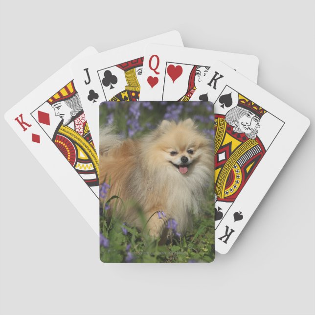 Pomeranian Looking at Camera in the Bluebells Poker Cards (Back)