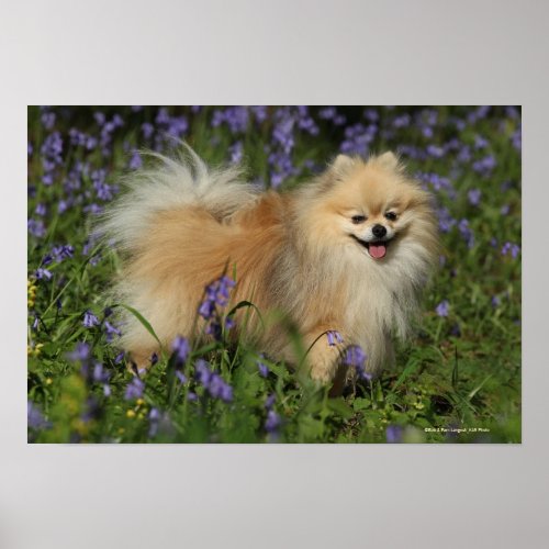 Pomeranian Looking at Camera in the Bluebells Poster