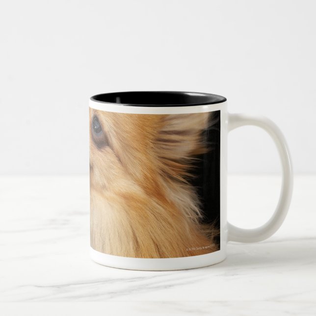 Pomeranian looking up on black Two-Tone coffee mug (Right)