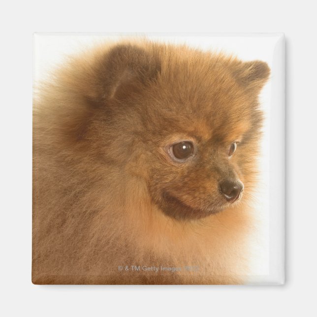 Pomeranian Magnet (Front)