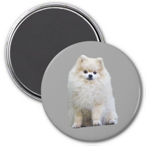 Pomeranian Magnet