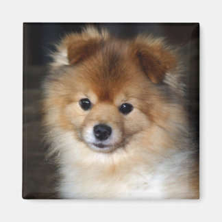 Pomeranian Magnet - "Baby"