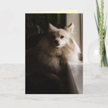 Pomeranian Miss You Card by DoggieAvenue at Zazzle